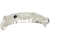 Anello Cesare Paciotti Uomo in Argento Pietre dure JPAN0844B/24-28 - JPAN0844B/24-20